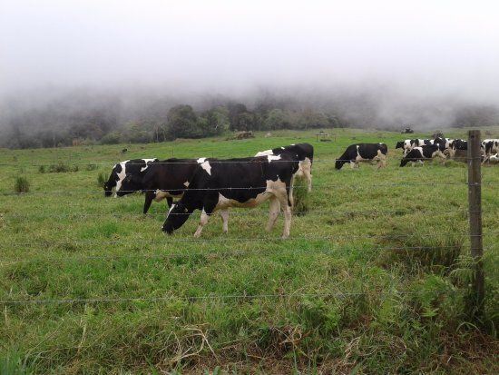Desa Dairy Farm
